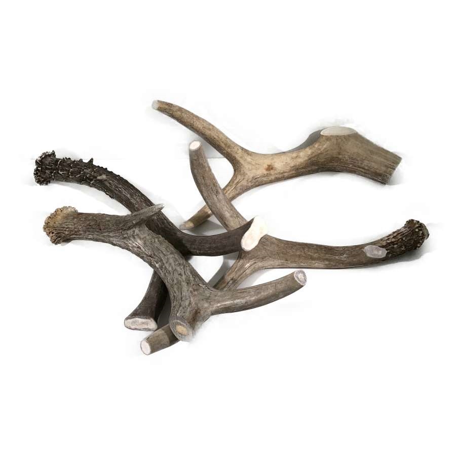 antler